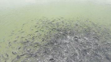 Slow motion of large of Nile Tilapia in pond competing for fish food. A type of freshwater fish in the cichlid family, an economic fish that is easy to breed and has good flavor. video