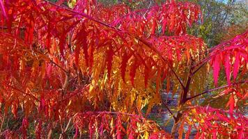Red autumn leaves of the poisonous plant Sumac Rhus typhina, Anacardiaceae in the garden, slider shot video