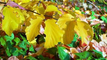 In autumn, beautiful yellow leaves on a tree branch and on ivy on the ground, slider shot video