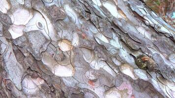 The bark on the trunk of a pine tree is updated by dropping pieces of old bark, slider shot video
