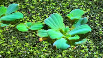 Pistia stratiotes swims among aquatic plants rootless duckweed -Wolffia arrhiza and duckweed-Lemna turionifera video