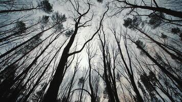 dark gloomy forest and treetops. Movement between trees in a dark forest top view. video