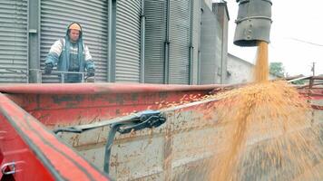An Engineer Controls The Process Of Loading Grain Into A Truck. Harvesting Of Grain Crops. video