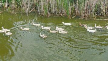 Top View Of A Flock Of Wild White Ducks Swimming On A Small Pond In A Stream In Slow Motion video