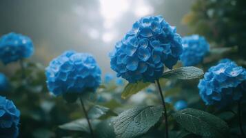 Vibrant blue hydrangeas blooming among lush greenery in a misty forest setting photo