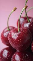 Fresh and vibrant cherries with droplets on a pink background ready for summer desserts and snacks photo