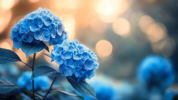 Vibrant blue hydrangeas blooming among lush greenery in a misty forest setting photo