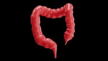 3D Animation of Large Intestine on Alpha Channel video