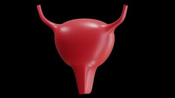 3D Animation of Urinary on Alpha Channel video
