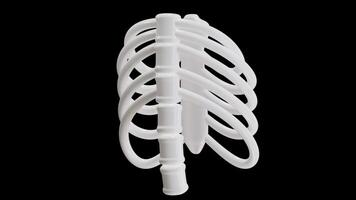 3D Animation of Rib on Alpha Channel video