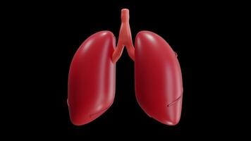 3D Animation of Lungs on Alpha Channel video