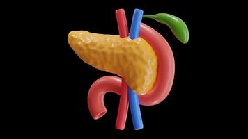 3D Animation of Pancreas on Alpha Channel video