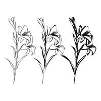 Set of Lily Line Drawing. Black and white Floral Bouquets. Flower Coloring Page. Floral Line Art. vector