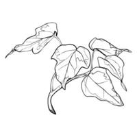Sketch Ivy branch with leaves. Graphics illustration plant painted by black inks. Linear drawing foliage on isolated. Line art style for greeting cards designs vector