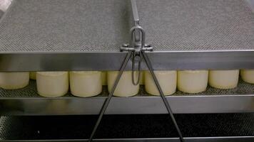 The process of making cheese in a private cheese factory. Cheese production workshop in a dairy factory video