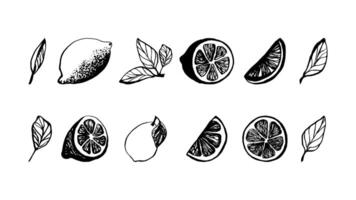 Hand drawn lemon fruit with slice and leaves. Sketch illustrations for menu or recipe vector