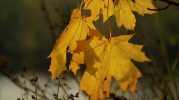 Yellow leaves on the trees sway in the wind on sunny autumn day. Golden Autumn. Close-up. Orange colors of foliage on Branches in Autumn Park video