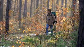 A man with a backpack and a camera walks the forest. Beautiful autumn forest. Travel concept. Slow motion video