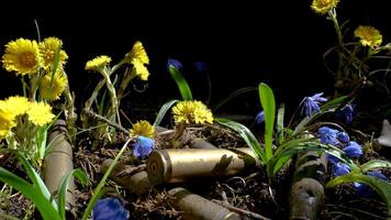 The empty machine gun shells in blooming spring flowers. The concept of post-war peace, zoom out video