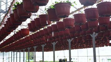 Hanging pots with plants with drip irrigation system in plant nursery. Garden care, maintenance video