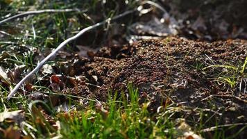 Ants build their anthill in the spring. The work and life of ants after winter. video