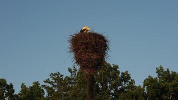 The stork bird sits alone in a nest on a pole against a blue sky and trees. A quiet summer evening. video