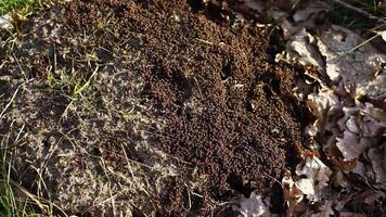 Ants build their anthill in the spring. The work and life of ants after winter. video