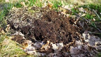 Ants build their anthill in the spring. The work and life of ants after winter. video