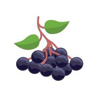 Bunch of ripe black grapes isolated on white background. Bunch of ripe black grapes for web design and other purposes. Design illustration elements with fruit theme vector