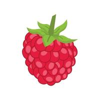 Raspberry icon. Isolated on white background. Cartoon illustration of Raspberry fruit icon for web design other purposes. Design illustration elements with fruit theme vector