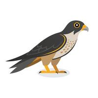 Peregrine Falcon bird isolated flat illustration on white background. vector