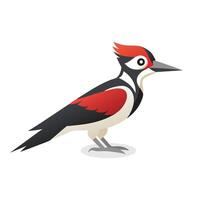 Woodpecker bird isolated flat illustration on white background vector