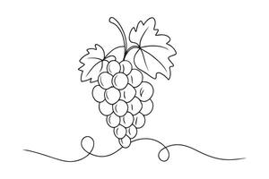 Grapes continuous line art isolated on white background vector