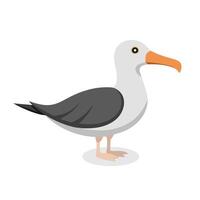 Laysan Albatross bird isolated flat illustration on white background. vector