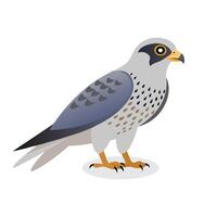 Gyrfalcon bird isolated flat illustration on white background vector