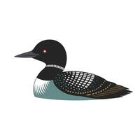 Common Loon bird isolated flat illustration on white background vector