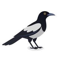 Australian Magpie bird isolated flat illustration on white background. vector