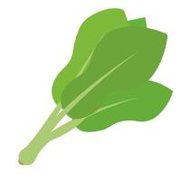 Fresh Green Spinach Icon. vector