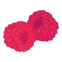 two raspberry berries, healthy juicy fruit for design vector