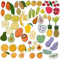 Set of various tropical fruits whole and halves in flat style vector