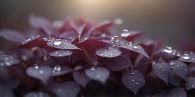 Serene morning dew on lush purple leaves. photo