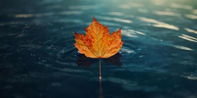 Single leaf floating on colorful water surface. photo