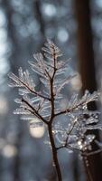 A forest where the trees are made of ice, their branches sparkling in the sunlight. photo