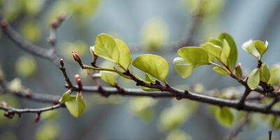Closeup of budding leaves on winding branches in spring. photo