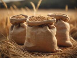 Burlap Sacks Filled with Wheat in a Field. photo