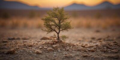 Metaphor of life struggling in arid land symbolizing the impact of drought and global climate change. photo