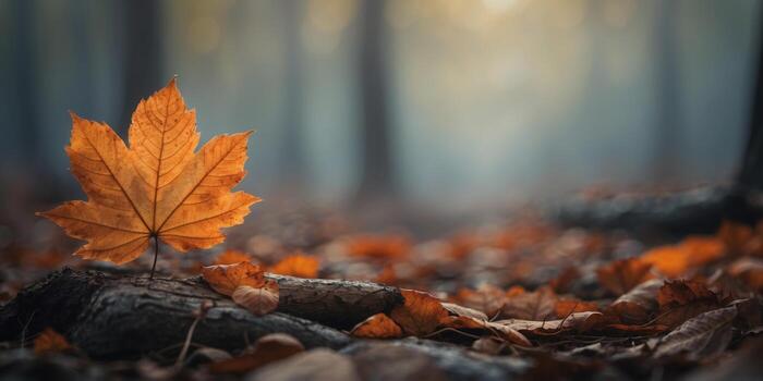 Fallen leaves in autumn forest and fog on the background. photo