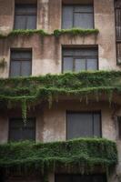 Mysterious Abandoned Building Covered in Dense Ivy. photo