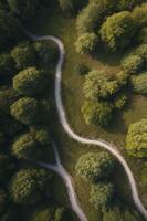 Aerial View of Lush Green Forest with a Winding Path. photo