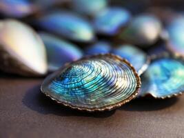 Close up of blue abalone pearl shell with shiny layers. photo